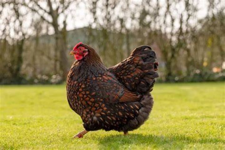 What are the characteristics of the Wyandotte chicken?