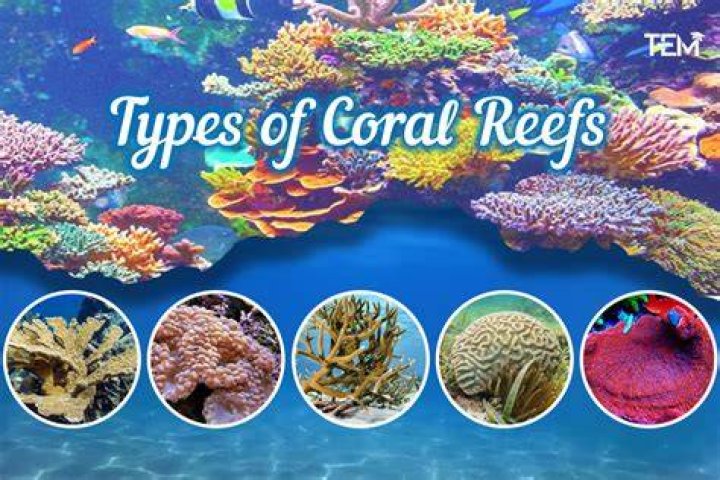 What are the major types of coral reef?