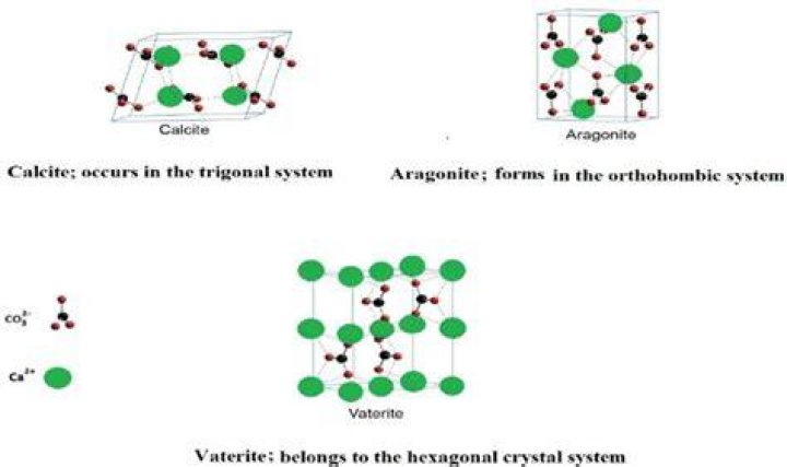 What are the polymorphs of calcium carbonate?
