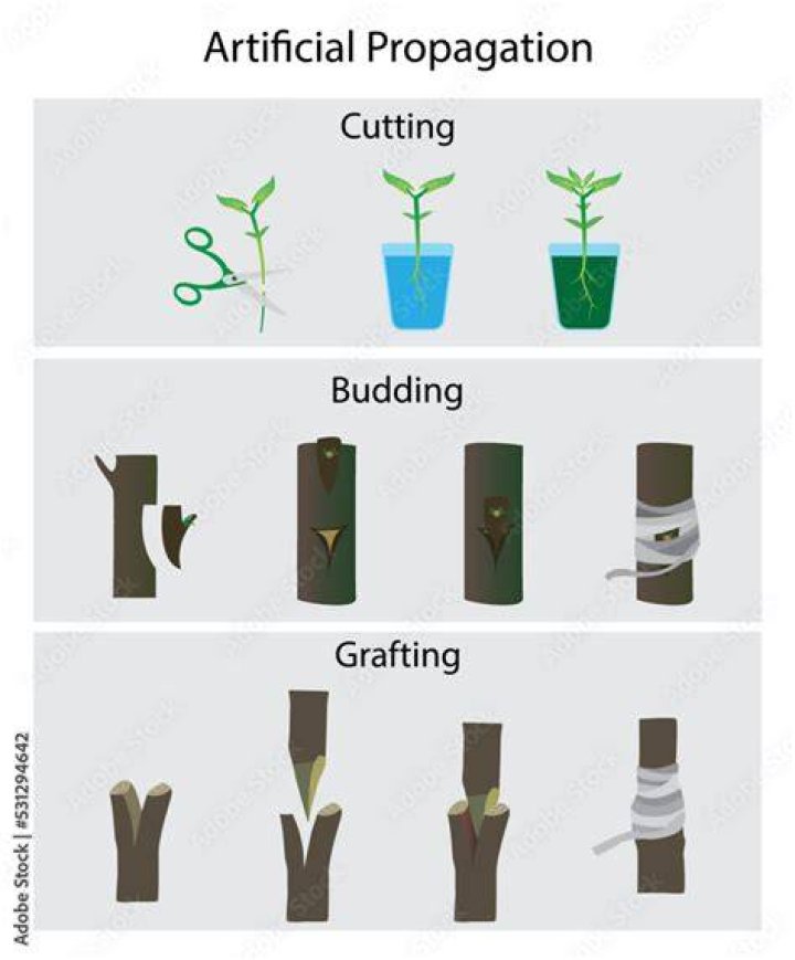 What are the propagation methods of mango?