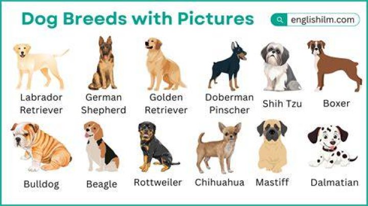 What breed of dog is GIADA&rsquo;s dog Bruno? Eating Expired