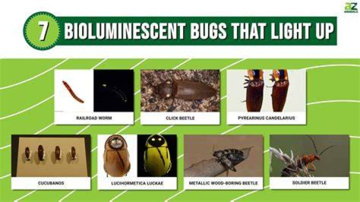 What bugs are fluorescent green?
