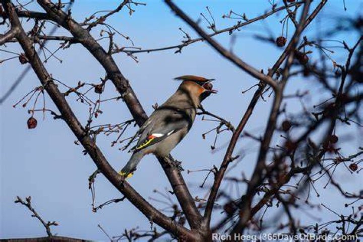 What can I feed Bohemian waxwings?