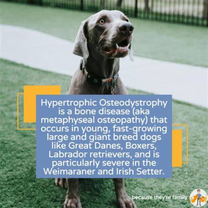 What causes hypertrophic osteodystrophy in dogs?