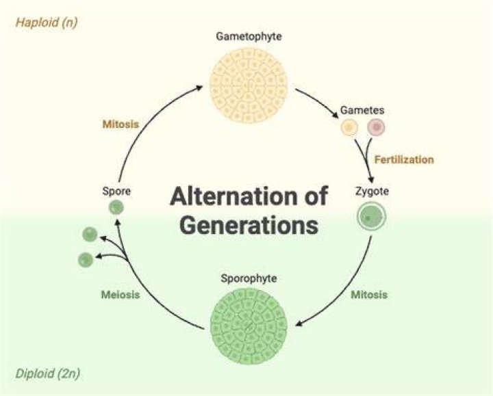 What does alternation of generations refer to?