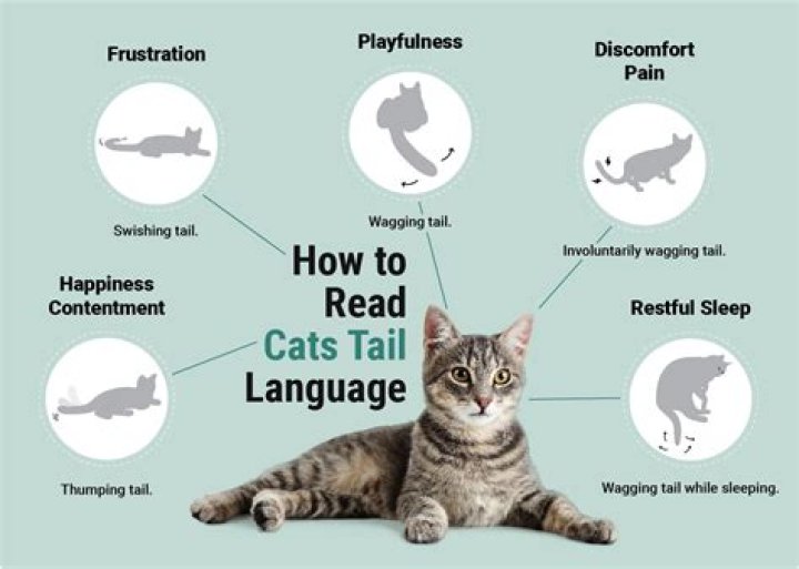 What does bark mean in cat?