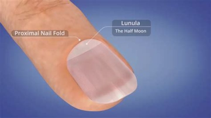 What does it mean when your lunula disappear?