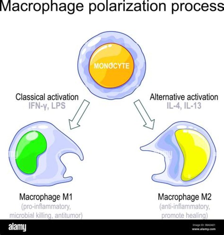 What does Phagocytized by macrophages mean?