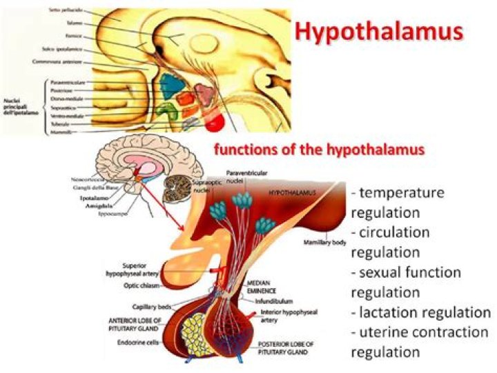 What does the hypothalamus control?