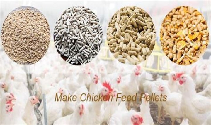 What feed items?