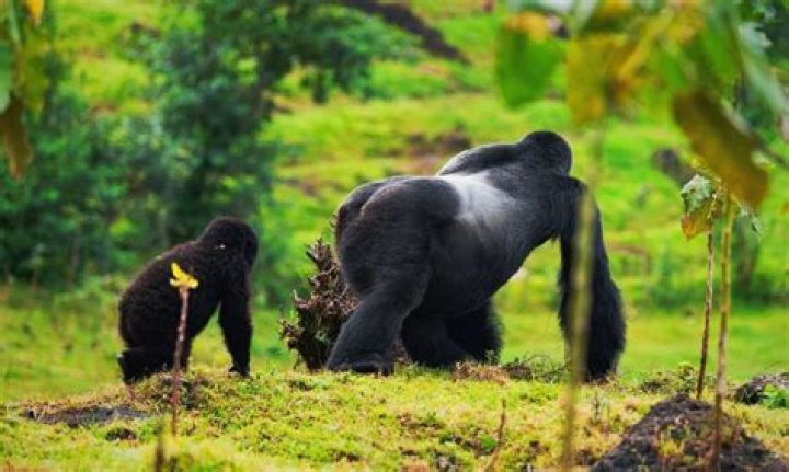 What habitat do silverback gorillas live in?