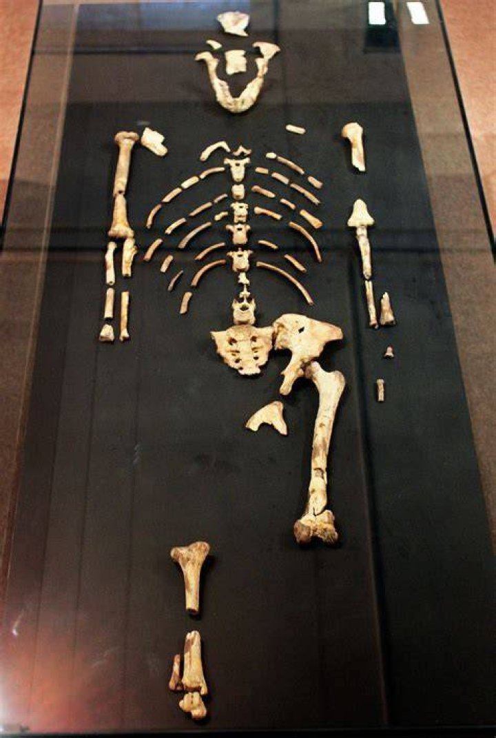 What happened to Lucy the skeleton?