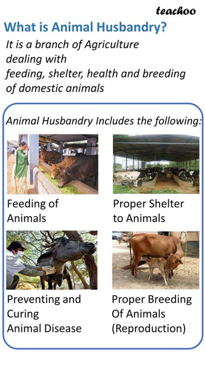 What is animal husbandry short answer?