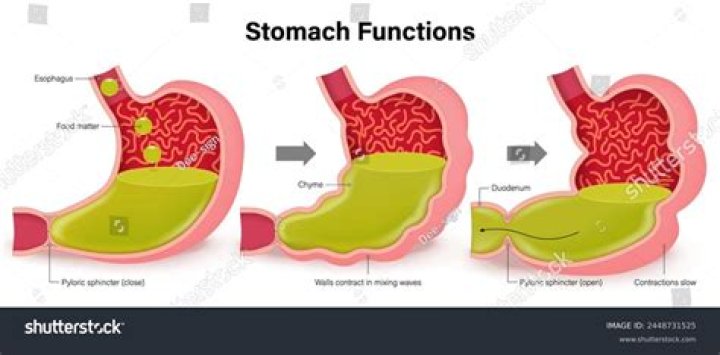 What is churning of food in the stomach?