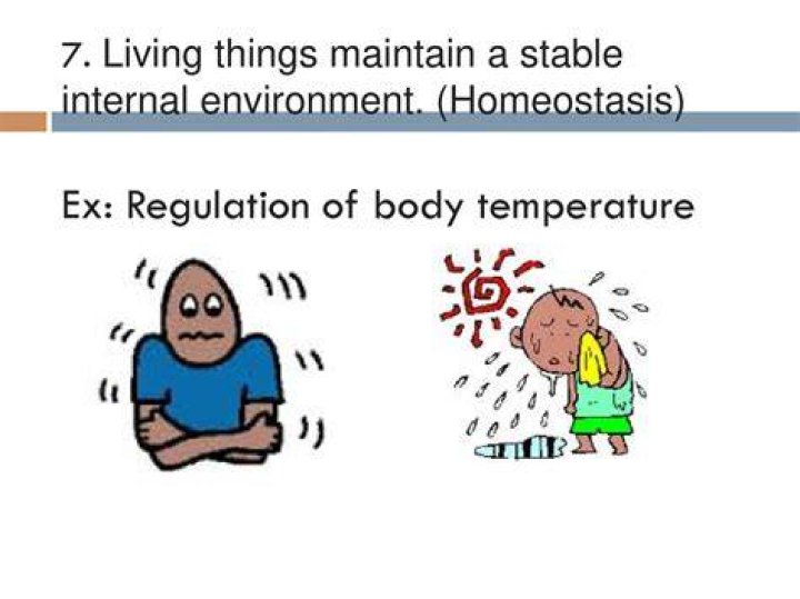 What is internal environment in biology?