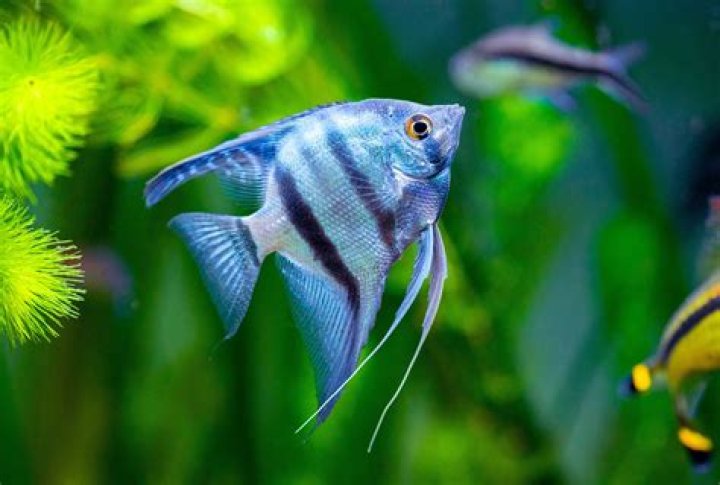 What is special about angelfish?