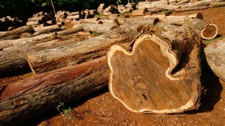 What is teak stump?