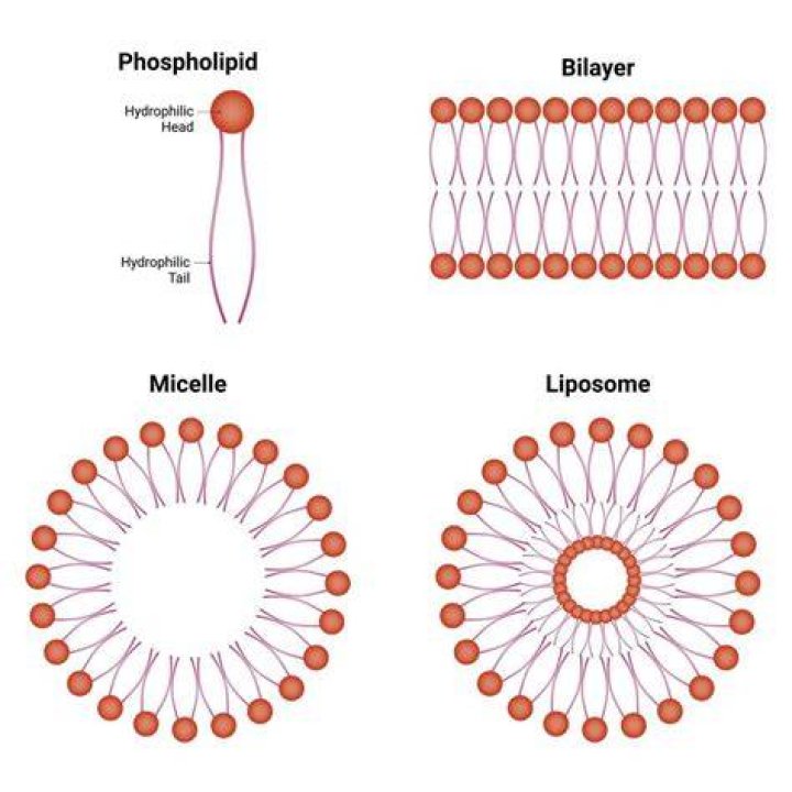 What is the difference between micelle and lipid bilayer?