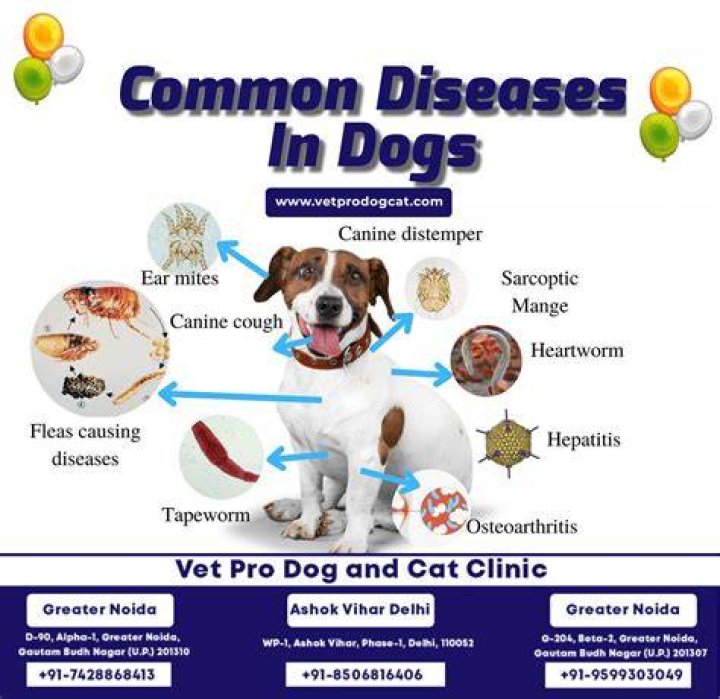 What is the most common illness in dogs?