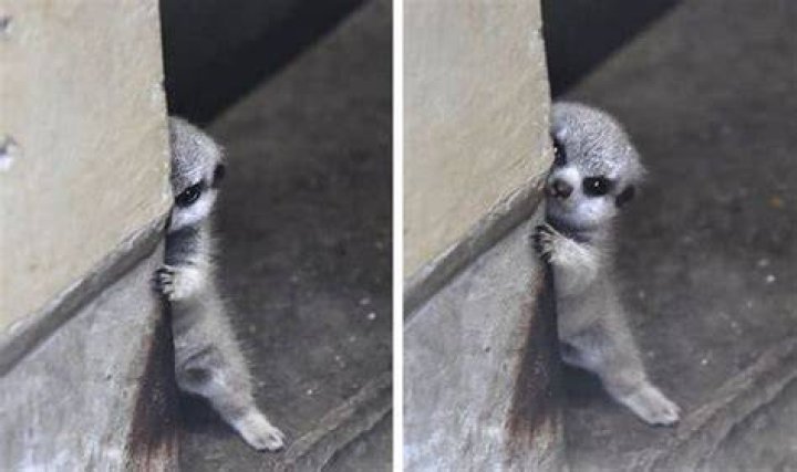 What is the most shy animal?