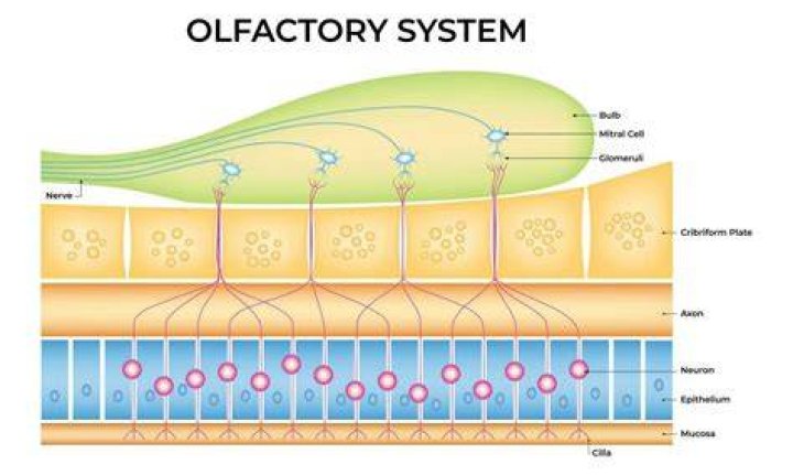 What is the structure of the olfactory system?