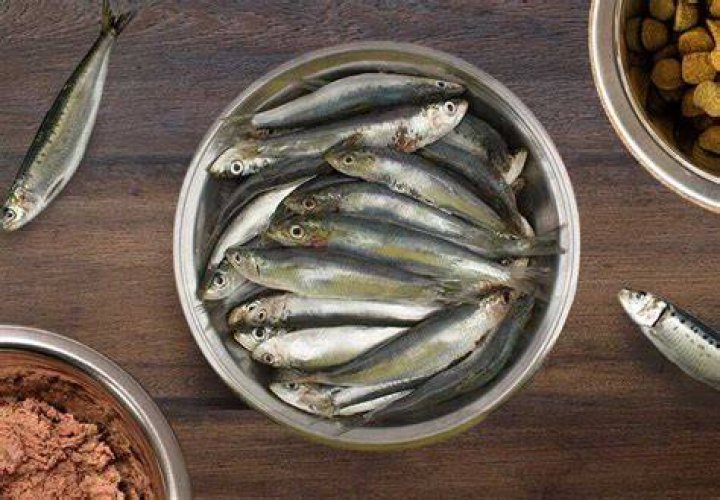 What kind of sardines are good for dogs?