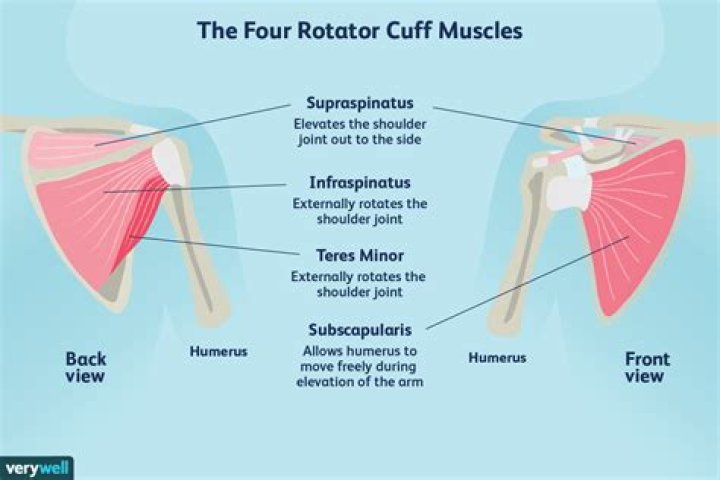 What muscles are affected by rotator cuff injury?