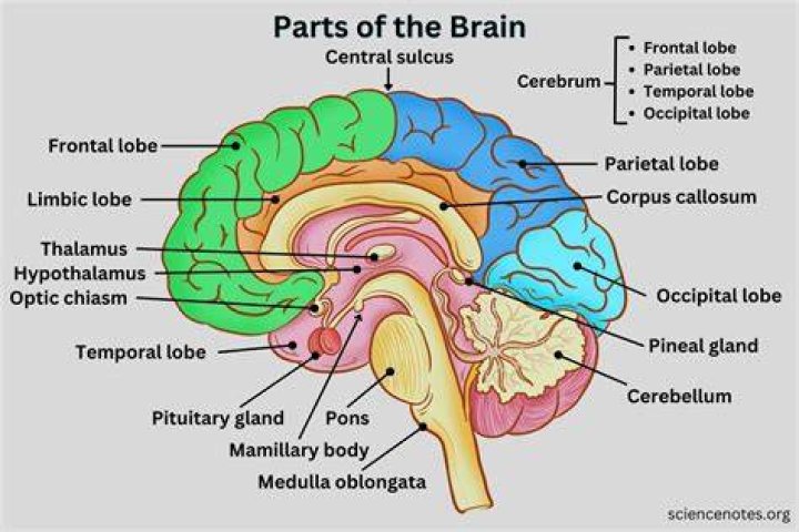 What Part Of The Brain Does Parkinson's Affect