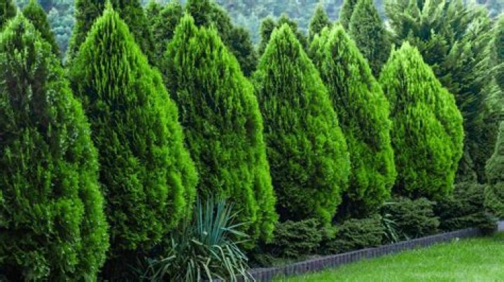 What privacy trees grow well in shade?