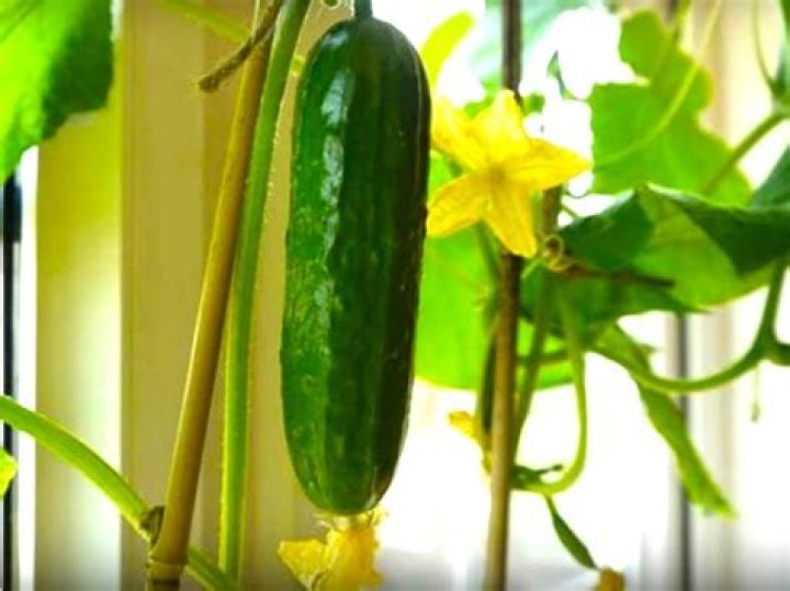 What vegetables are self-pollinating?