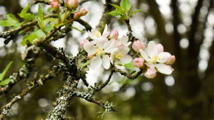 Where To Roam In April