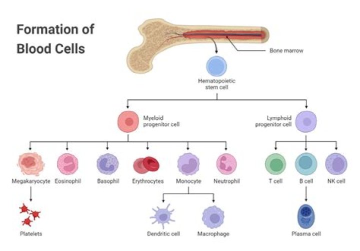 Which organ is responsible for blood formation?