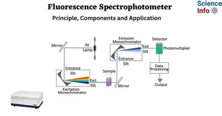 Which preparations are used for fluorescence studies?