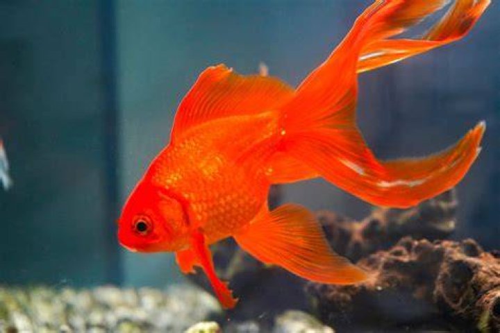 Who Is The Goldfish on ‘The Masked Singer’ Season 11?