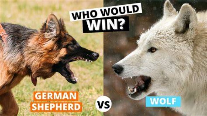 Who would win a German Shepherd or a wolf?