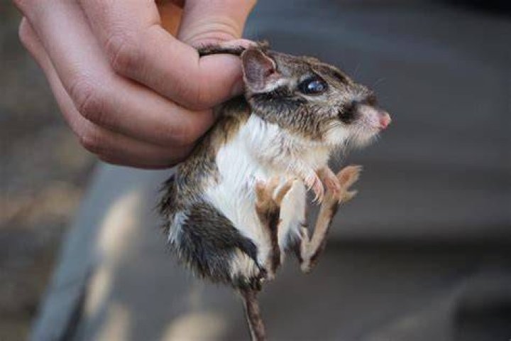 Why are kangaroo rats dying?