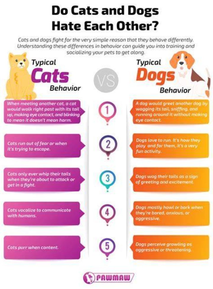 Why do female cats hate each other? ·