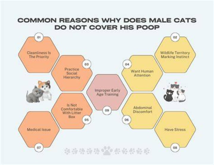 Why does a cat not cover its poop? ·