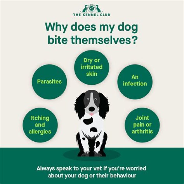 Why does my dog bite stink?