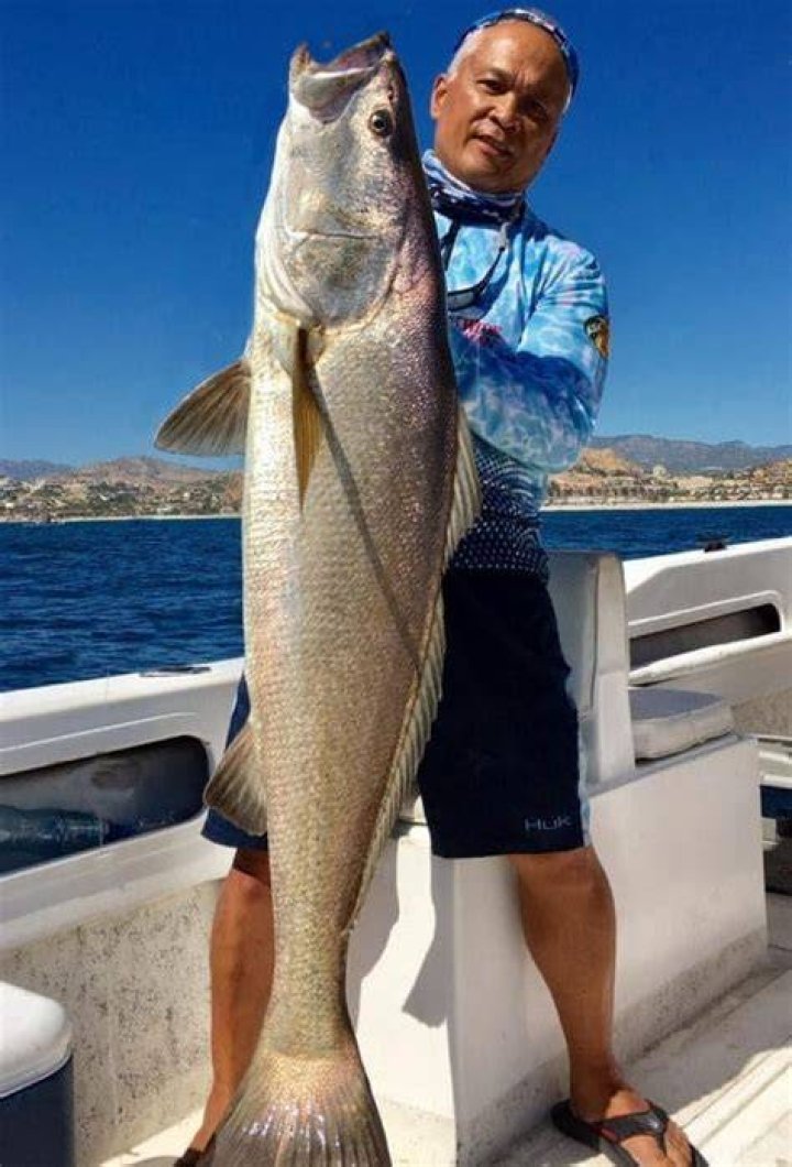 Why is totoaba so expensive?