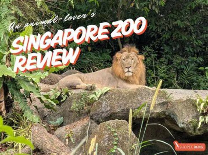 Zoo Review — Is It Worth Your Time? Goblins & Ghouls